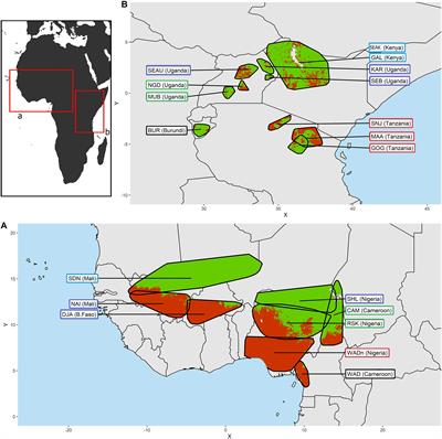 Search for Selection Signatures Related to Trypanosomosis Tolerance in African Goats